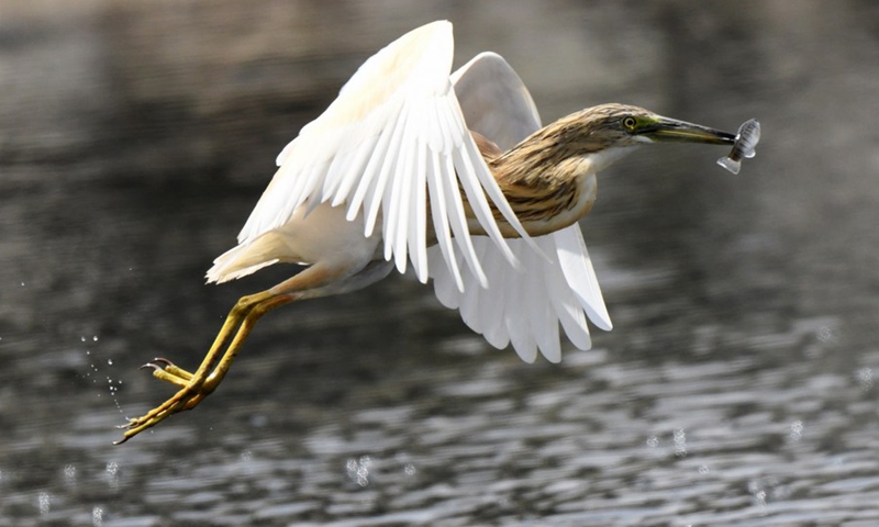 A Squacco Heron flies away after catching a small fish at the beach in Jahra Governorate, Kuwait, March 23, 2021.(Photo: Xinhua)