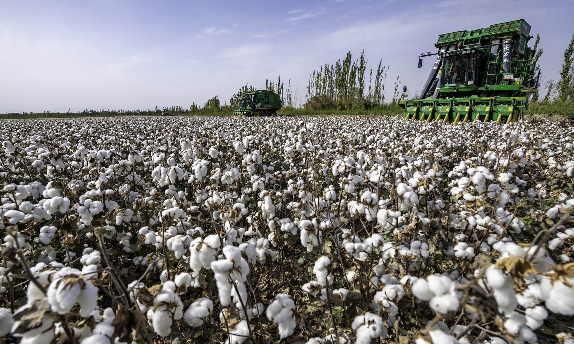 In a cotton-producing village in Bayingolin Mongolian Autonomous Prefecture, Northwest China's Xinjiang Uygur Autonomous Region, large-scale machines operate at full capacity to seize the harvest season on September 28, 2020. The total cotton plantation area in Xinjiang reached 24.19 million mu (1.6 million hectares) and around 16.90 million mu were harvested by machines in 2020, accounting for 70 percent of the plantation area. Photo: VCG