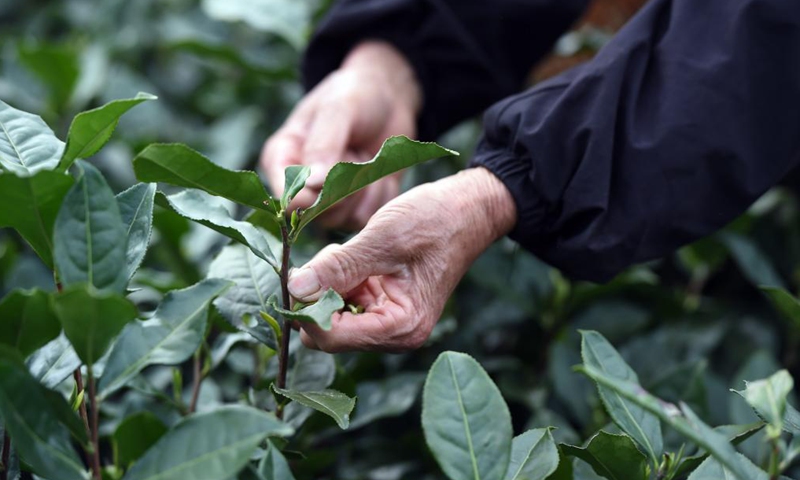 A farmer picks tea leaves during the tea harvest season at a tea garden in Huangshan City, east China's Anhui Province, on March 24, 2021. (Xinhua)