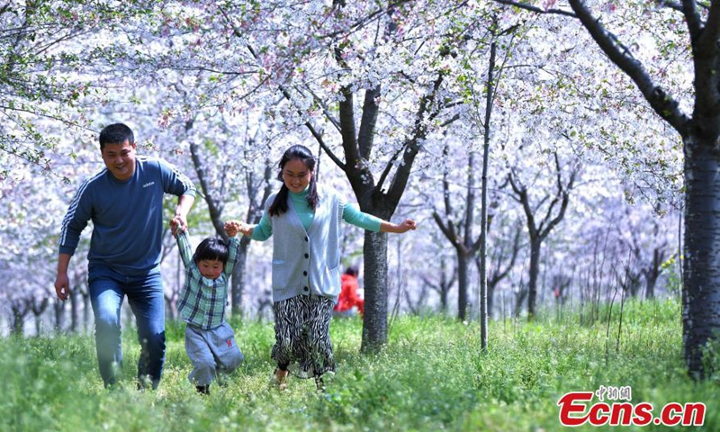 Cherry blossoms enter its best viewing period at a garden in Hefei City, East China’s Anhui Province, creating a spectacle of pink “spring snow”, March 25, 2021. Photo: China News Service