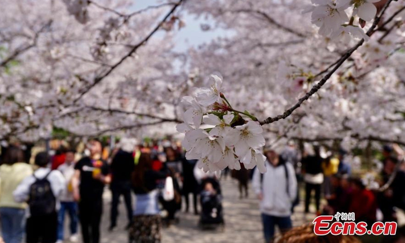 Visitors enjoy cherry blossom at the Taihu Yuantouzhu Scenic Area in East China’s Wuxi City, March 25, 2021. Photo: China News Service