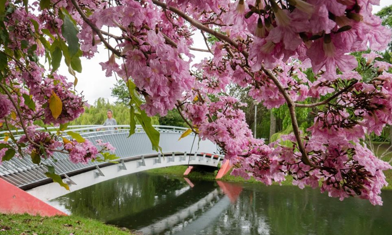 Flowers of trumpet trees blossom in Singapore's Bishan-Ang Mo Kio Park on March 25, 2021. Photo: Xinhua