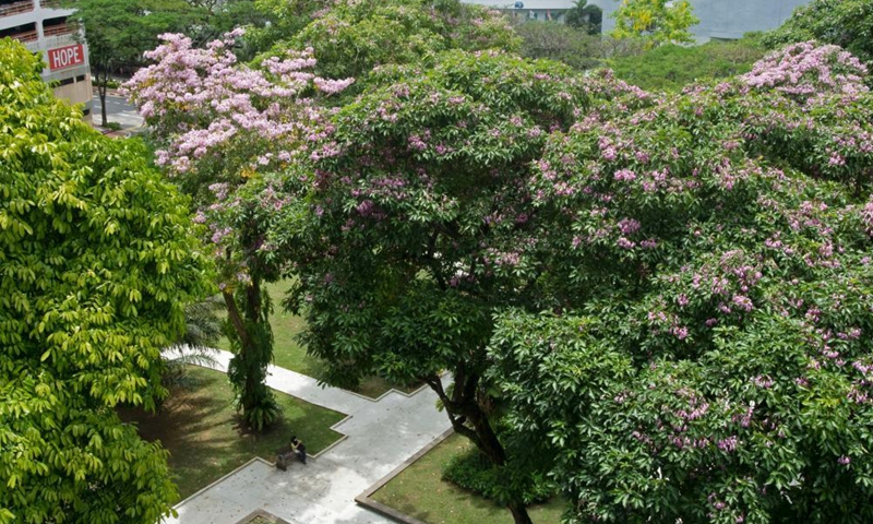 Flowers of trumpet trees blossom in Singapore's North Bridge Garden on March 26, 2021. 