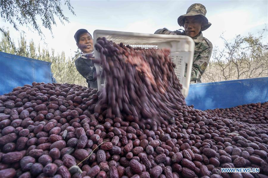 Farmers load harvested red jujubes in Ruoqiang County, Northwest China's Xinjiang Uygur Autonomous Region. File photo: Xinhua 
