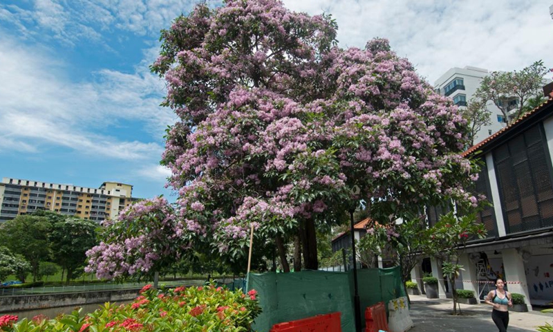 Flowers of trumpet trees blossom in Singapore's Bishan-Ang Mo Kio Park on March 25, 2021. Photo: Xinhua
