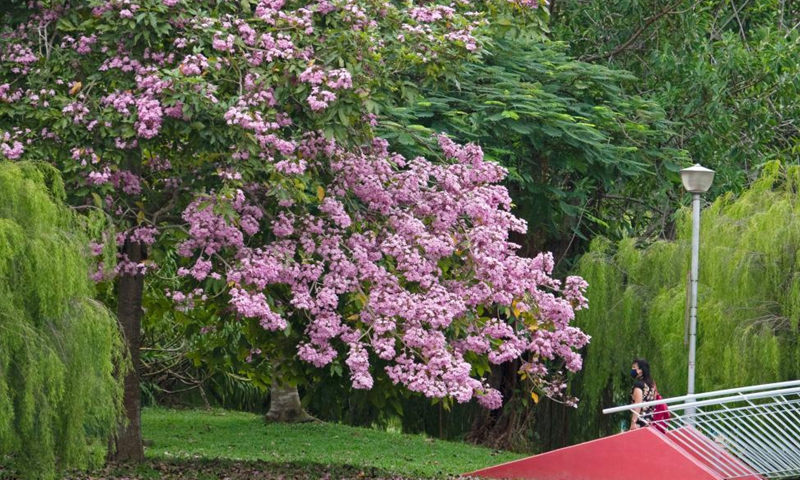 Flowers of trumpet trees blossom in Singapore's Bishan-Ang Mo Kio Park on March 25, 2021. Photo: Xinhua