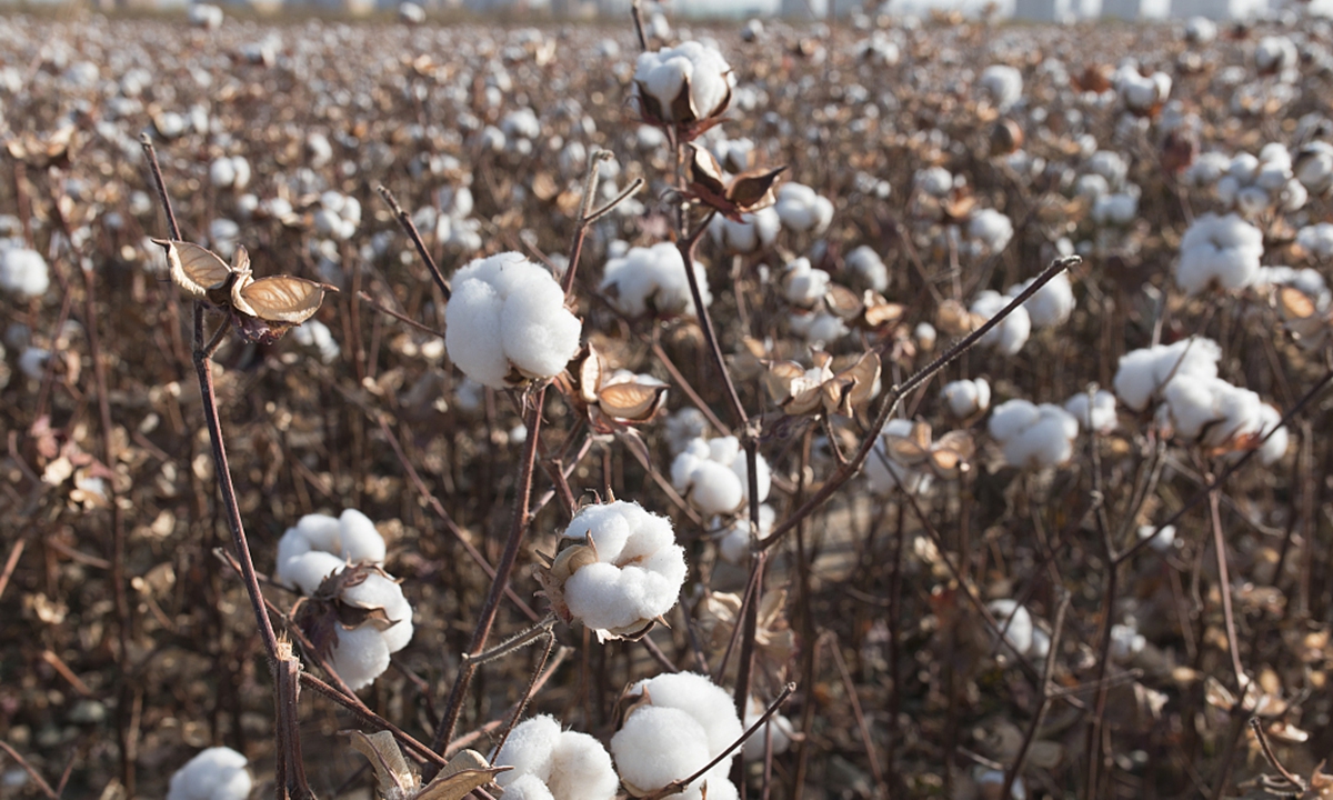 Xinjiang cotton Photo: VCG