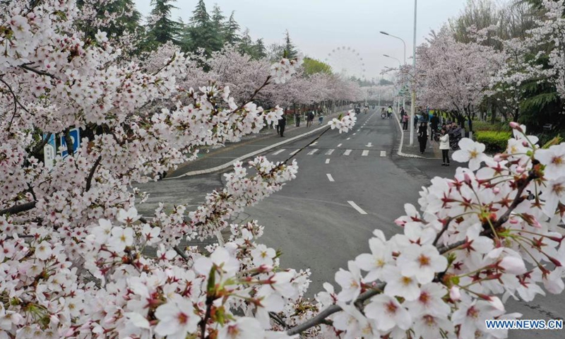 Aerial photo taken on March 27, 2021 shows cherry blossoms in Huai'an City, east China's Jiangsu Province. Cherry blossoms here are in full bloom recently, attracting many people to visit.(Photo: Xinhua)