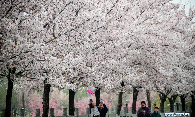 People view cherry blossoms in Huai'an City, east China's Jiangsu Province, March 27, 2021. Cherry blossoms here are in full bloom recently, attracting many people to visit.(Photo: Xinhua)