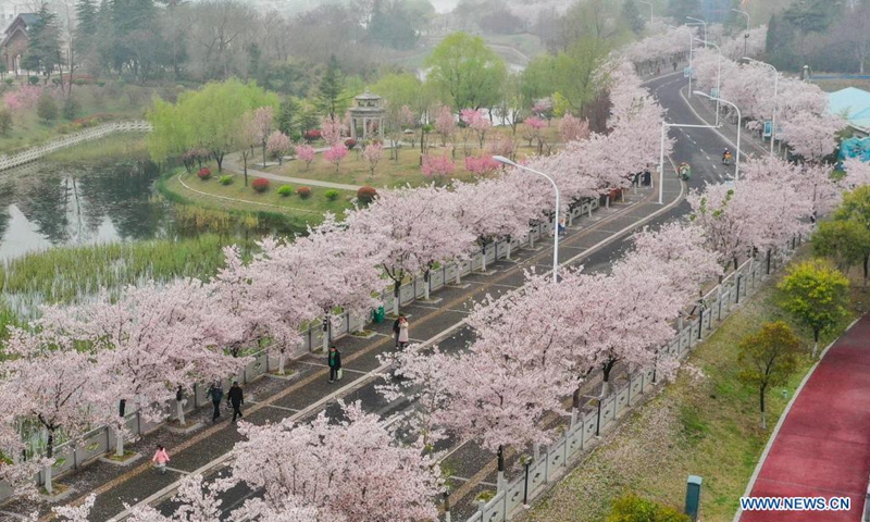 Aerial photo taken on March 27, 2021 shows cherry blossoms in Huai'an City, east China's Jiangsu Province. Cherry blossoms here are in full bloom recently, attracting many people to visit(Photo: Xinhua)