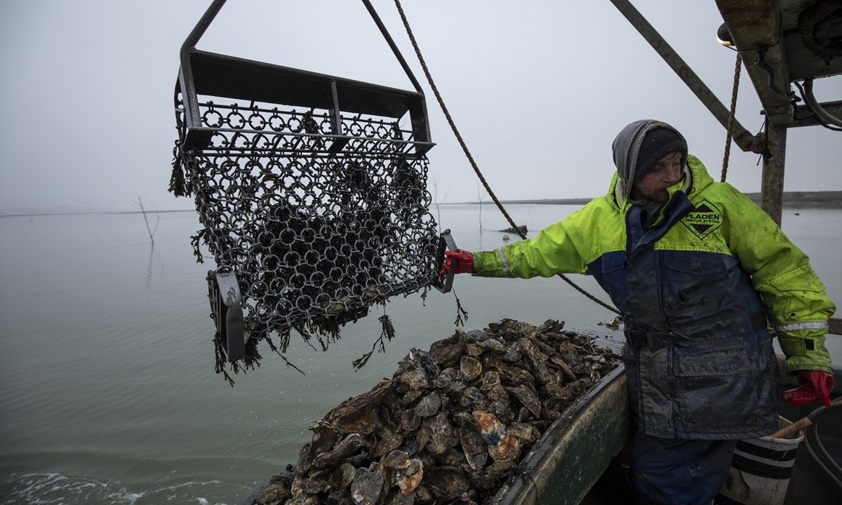 Crew member Adam Hollis from 'Richard Haward Oysters' dredges oysters from the Salcott Creek on March 03, 2021 in West Mersea, England. Photo: VCG
