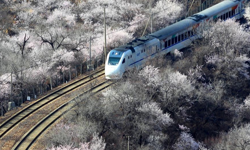 Suburban train runs amid blooming flowers near the Juyongguan section of the Great Wall in Beijing, capital of China, March 23, 2021. (Photo by Guo Junfeng/Xinhua)