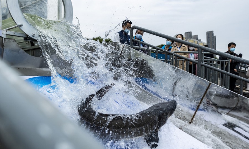 Photo taken on April 22, 2020 shows the release of the Chinese sturgeons to the Yangtze River in Yichang, central China's Hubei Province.(Photo: Xinhua)