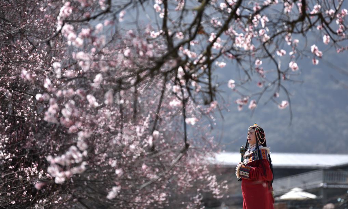 A tourist in traditional Tibetan costume admires peach blossoms during the 19th peach blossom festival in Nyingchi, southwest China's Tibet Autonomous Region, March 28, 2021. (Xinhua/Sun Ruibo)
