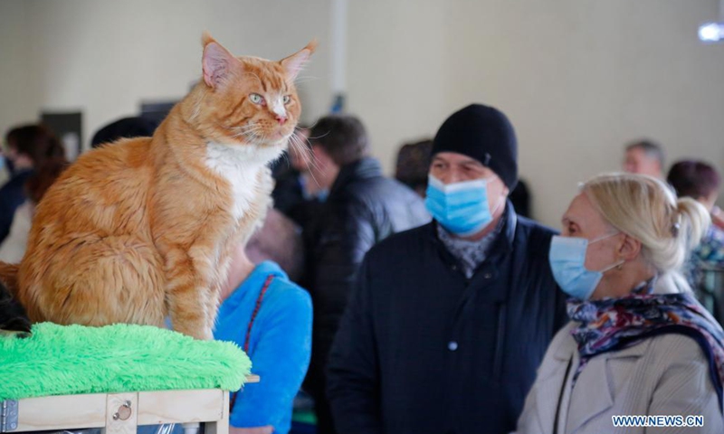 People wearing face masks look at a cat during a cat show organized by a cat-fancier club at Sokolniki Park in Moscow, Russia, March 28, 2021. More than 400 cats and kittens of over 30 breeds are presented during the fair.(Photo: Xinhua)