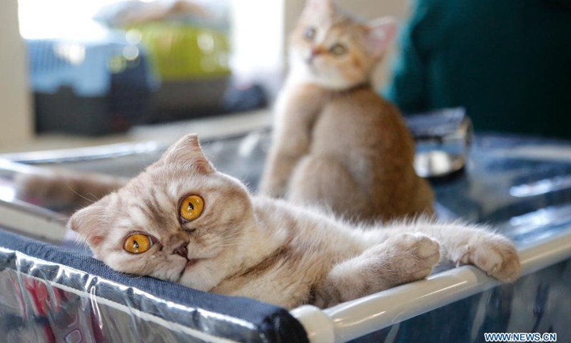 A cat is seen during a cat show organized by a cat-fancier club at Sokolniki Park in Moscow, Russia, March 28, 2021. More than 400 cats and kittens of over 30 breeds are presented during the fair.(Photo: Xinhua)