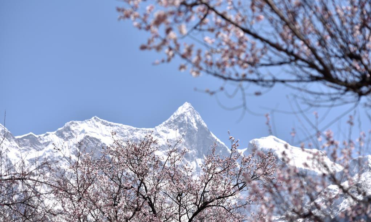 Photo taken on March 28, 2021 shows peach blossoms during the 19th peach blossom festival in Nyingchi, southwest China's Tibet Autonomous Region. (Xinhua/Sun Ruibo)
