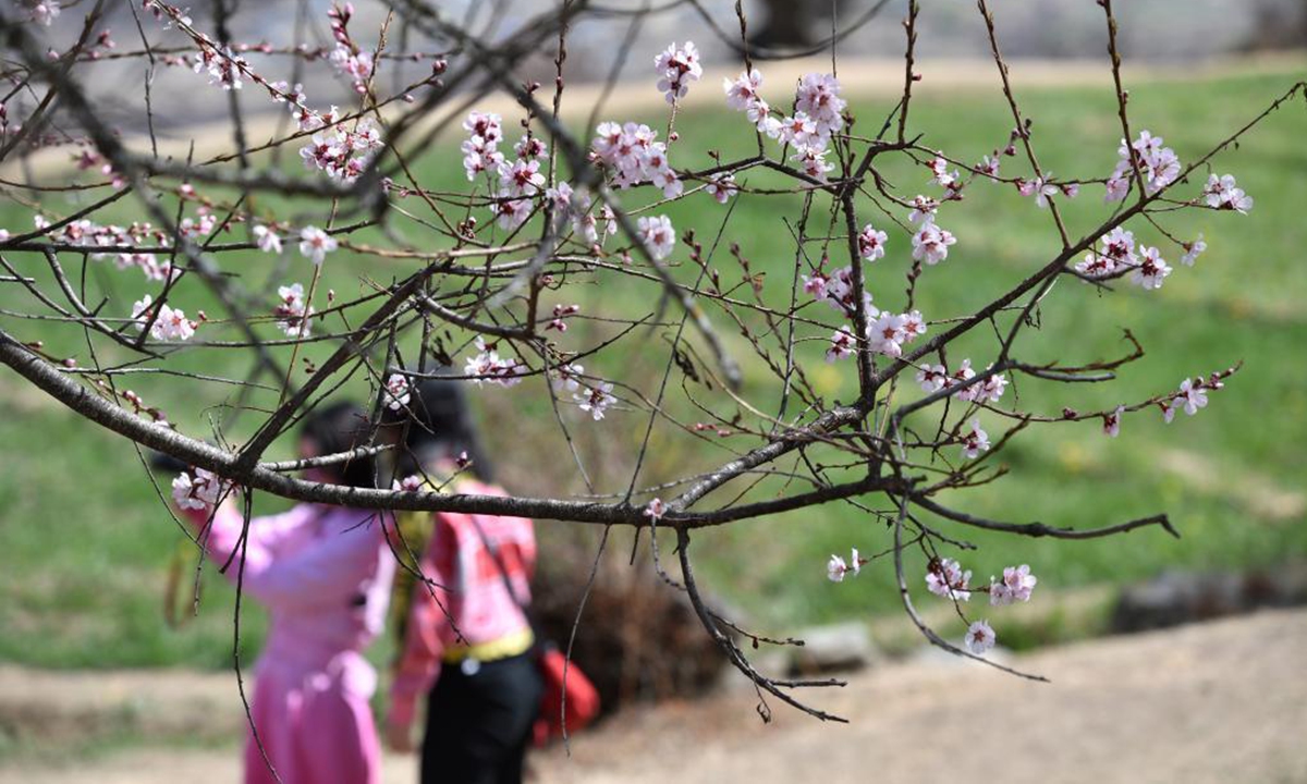 Tourists admire peach blossoms during the 19th peach blossom festival in Nyingchi, southwest China's Tibet Autonomous Region, March 28, 2021. (Xinhua/Sun Ruibo)