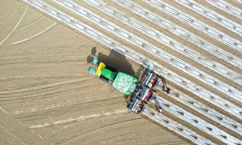 Farmers cover field with plastic films in Yuli County, northwest China's Xinjiang Uygur Autonomous Region, March 28, 2021. Photo: Xinhua
