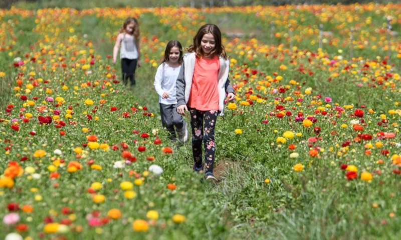 Young Israelis are seen in a buttercup flowers field near northern Israeli city of Kiryat Shmona on March 28, 2021.(Photo: Xinhua)