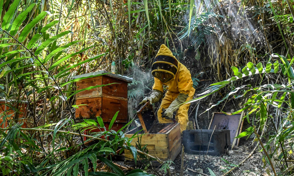 Beekeeper Gildardo Urrego cleans a poisoned beehive at his apiary in Santa Fe de Antioquia, Antioquia department, Colombia, on January 31, 2021. Photo: VCG