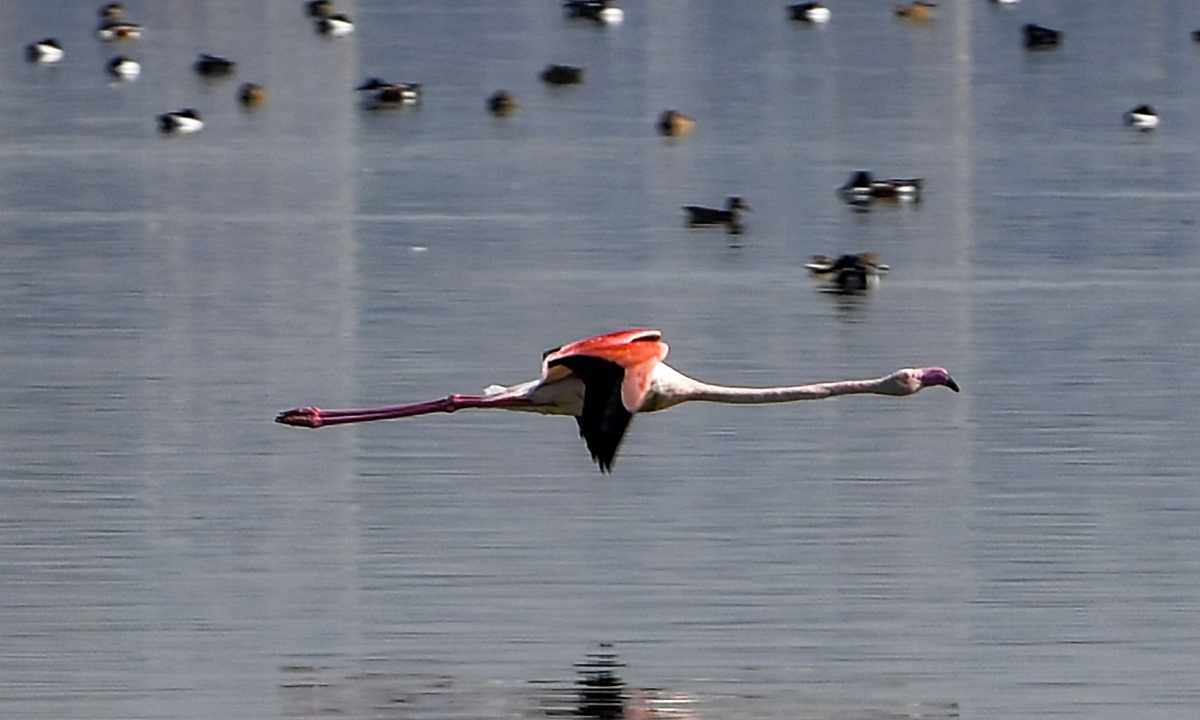 Flamingos fly over the Sijoumi mudflat, known as 