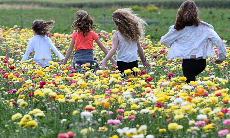Young Israelis are seen in a buttercup flowers field near northern Israeli city of Kiryat Shmona on March 28, 2021.(Photo: Xinhua)
