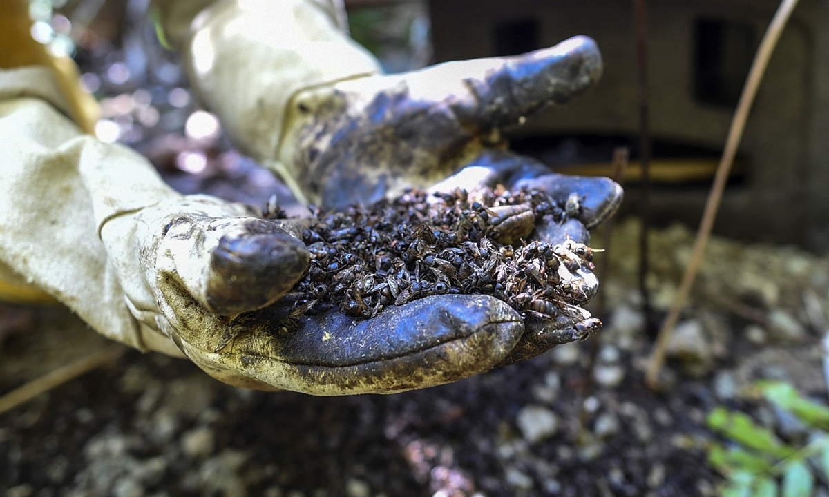 Beekeeper Gildardo Urrego shows poisoned bees at his apiary in Santa Fe de Antioquia, Antioquia department, Colombia, on January 31, 2021. Photo: VCG