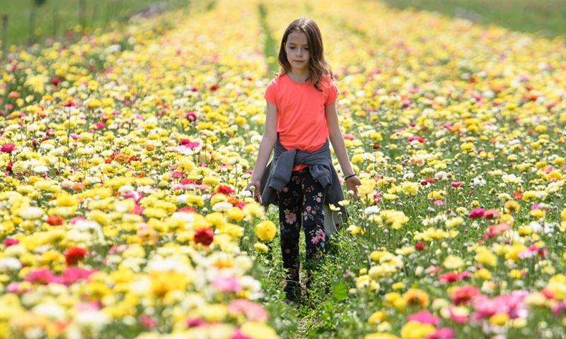 A girl has fun in a buttercup flowers field near northern Israeli city of Kiryat Shmona on March 28, 2021.(Photo: Xinhua)