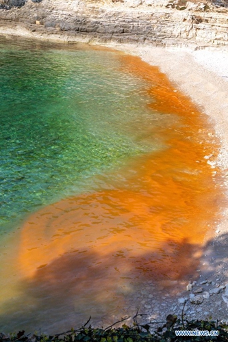 Photo taken on March 29, 2021 shows red tide at a beach in Pula, Croatia. Red tide is a burst of harmful algae growth which can turn ocean water red, brown or green. (Srecko Niketic/Pixsell via Xinhua)