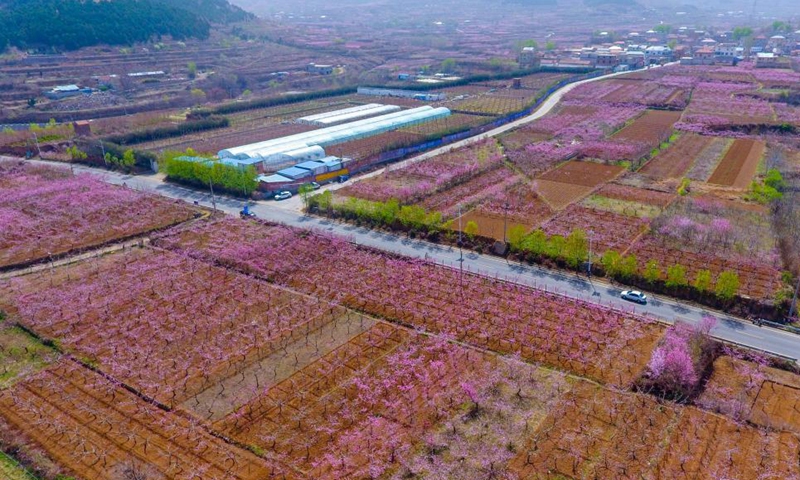 Aerial photo taken on March 30, 2021 shows peach blossoms in Jinan, east China's Shandong Province. Photo: Xinhua