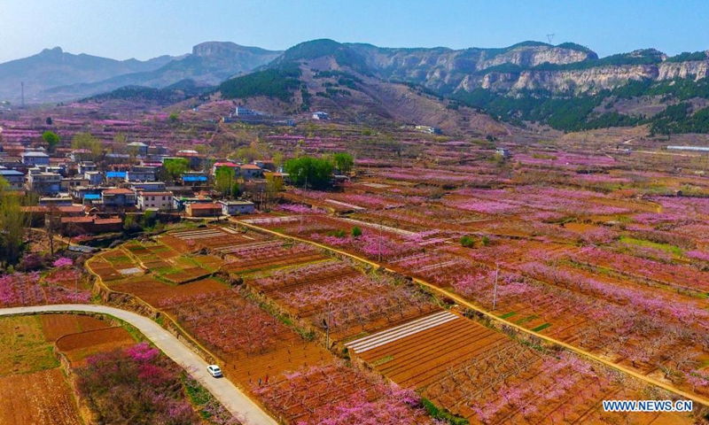 A tourist takes photos of peach blossoms in Jinan, east China's Shandong Province, March 30, 2021. Photo: Xinhua