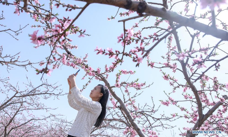 A tourist takes photos of peach blossoms in Jinan, east China's Shandong Province, March 30, 2021. Photo: Xinhua