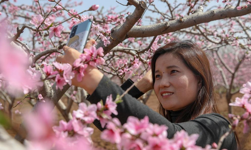 A tourist takes selfies with peach blossoms in Jinan, east China's Shandong Province, March 30, 2021. Photo: Xinhua