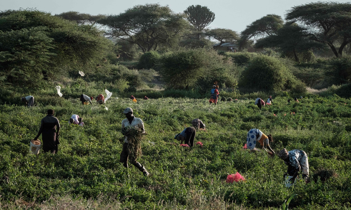 Farmers cultivate onions in a field near Kimana Sanctuary in Kimana, Kenya, on March 2, 2021. Photo: VCG