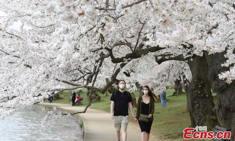 2021年3月31日拍摄的照片显示了美国华盛顿特区的潮汐盆地华盛顿特区的年度樱花季节已经开始。潮汐盆地沿岸的樱花盛开将在4月2日至5日达到花期高峰。照片：中国新闻社