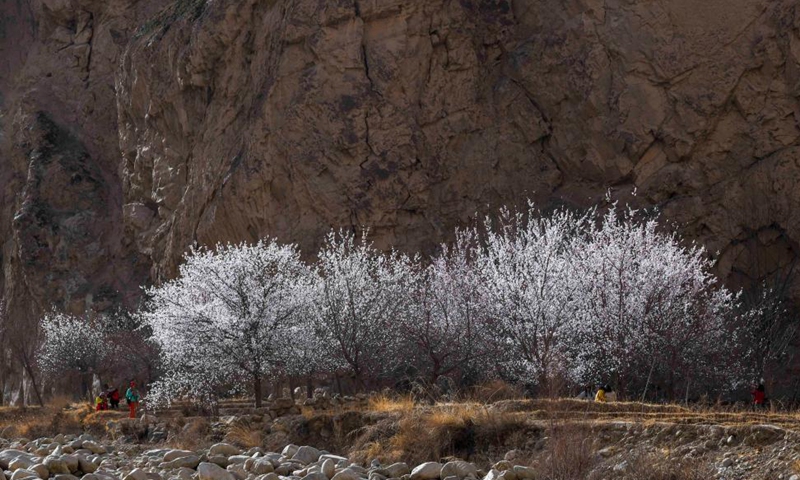 Visitors take photos under apricot trees in Bageaigezi Village of Akto County, northwest China's Xinjiang Uygur Autonomous Region, March 31, 2021. Local farmers and herdsmen in the mountainous area of Pamirs have seen their life turning better with the development of tourism and the improvement of infrastructure. Photo: Xinhua