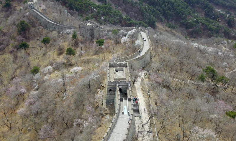 Aerial photo taken on March 31, 2021 shows the spring scenery of the Mutianyu Great Wall in Beijing, capital of China. Photo:Xinhua