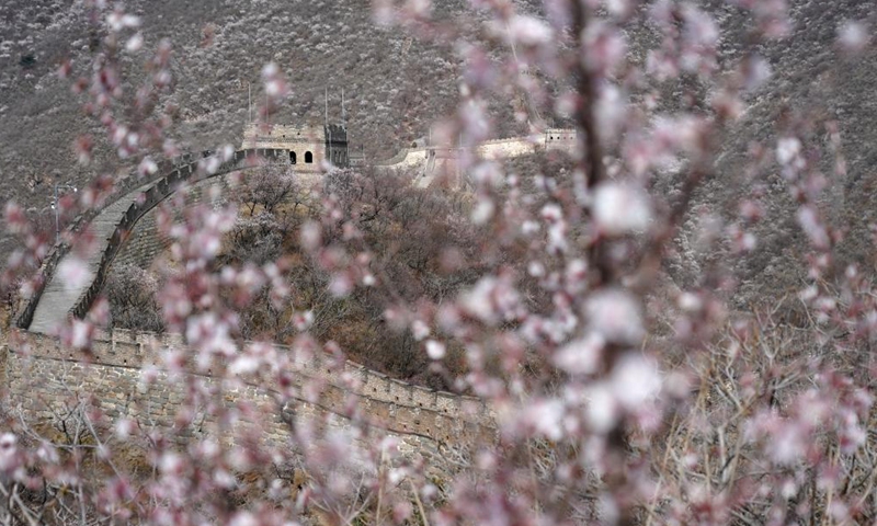 Aerial photo taken on March 31, 2021 shows the spring scenery of the Mutianyu Great Wall in Beijing, capital of China. Photo:Xinhua