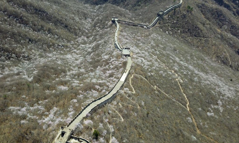 Aerial photo taken on March 31, 2021 shows the spring scenery of the Mutianyu Great Wall in Beijing, capital of China. Photo:Xinhua