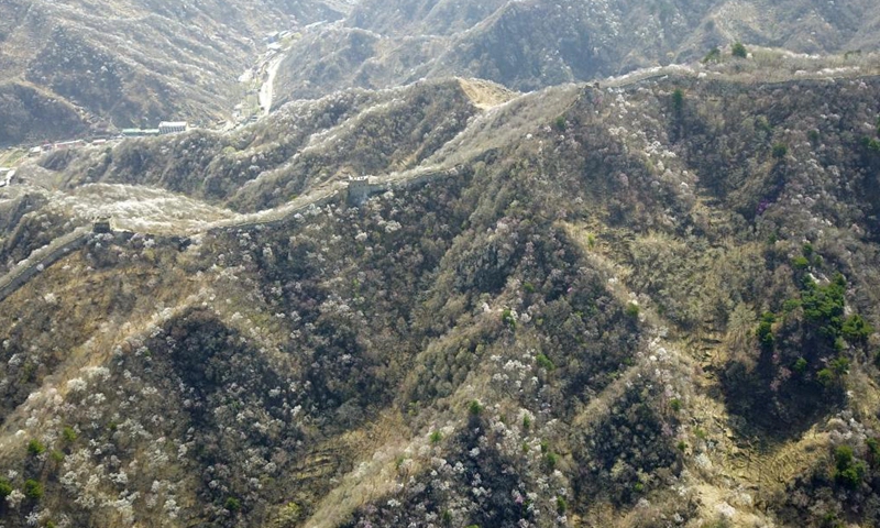 Aerial photo taken on March 31, 2021 shows the spring scenery of the Mutianyu Great Wall in Beijing, capital of China. Photo:Xinhua