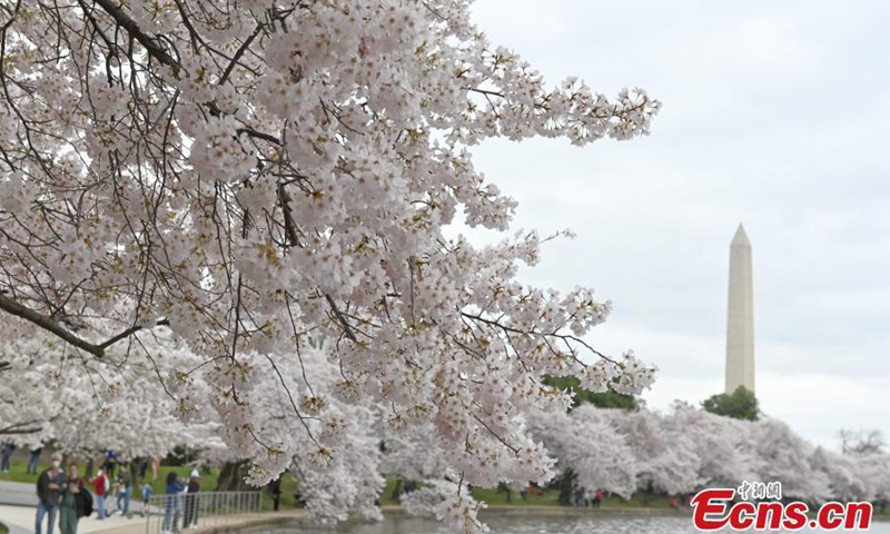 Photo taken on March 31, 2021 shows the Tidal Basin, Washington D.C., U.S. The annual cherry blossom season has begun in Washington DC Cherry blossoms along the Tidal Basin will reach their flowery peak from April 2 to 5.Photo:China News Service