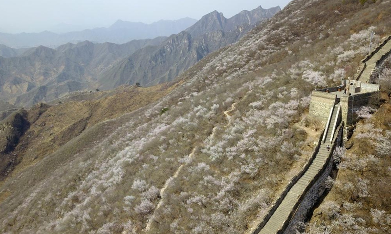 Aerial photo taken on March 31, 2021 shows the spring scenery of the Mutianyu Great Wall in Beijing, capital of China. Photo:Xinhua