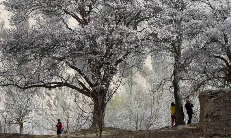 Visitors take photos under apricot trees in Bageaigezi Village of Akto County, northwest China's Xinjiang Uygur Autonomous Region, March 31, 2021. Local farmers and herdsmen in the mountainous area of Pamirs have seen their life turning better with the development of tourism and the improvement of infrastructure. Photo: Xinhua