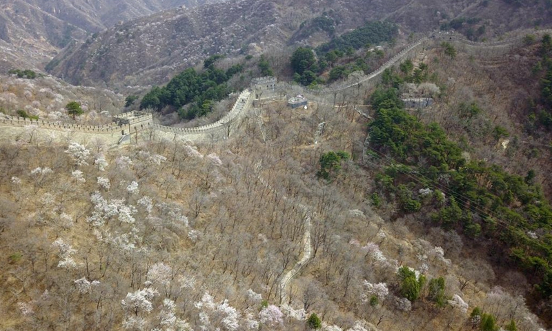 Aerial photo taken on March 31, 2021 shows the spring scenery of the Mutianyu Great Wall in Beijing, capital of China. Photo:Xinhua