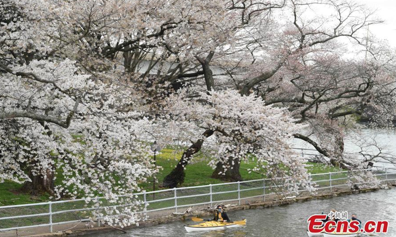 Photo taken on March 31, 2021 shows the Tidal Basin, Washington D.C., U.S. The annual cherry blossom season has begun in Washington DC Cherry blossoms along the Tidal Basin will reach their flowery peak from April 2 to 5.Photo:China News Service