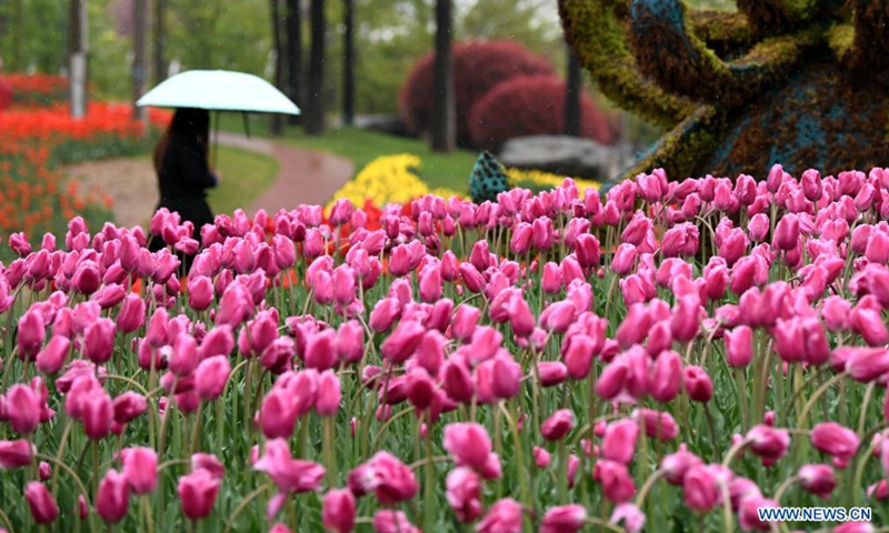 Tourists enjoy flowers at Xi'an Botanical Garden in Xi'an, northwest China's Shaanxi Province, April 1, 2021. The 29th spring flower show kicked off recently at Xi'an Botanical Garden. There are more than 30 kinds of tulips planted in the flower show with a total of 200,000 tulips planted in 3,000 square meters.Photo:Xinhua