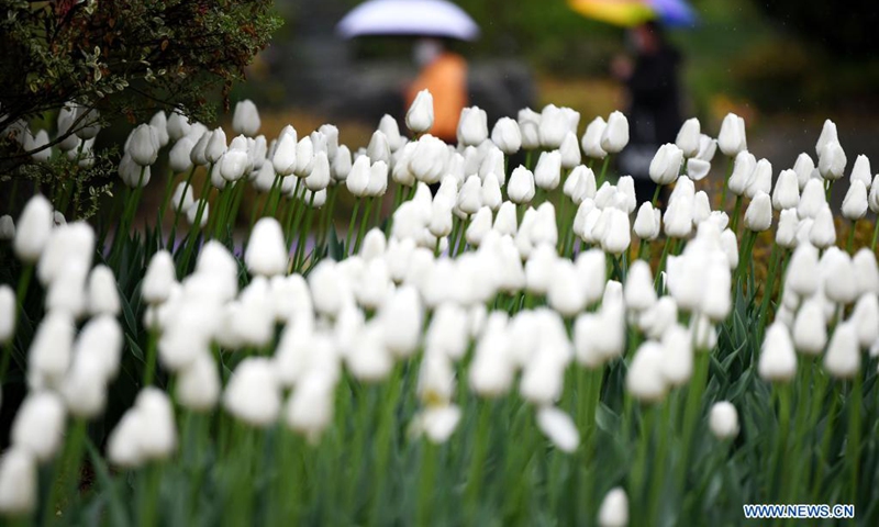 Tourists enjoy flowers at Xi'an Botanical Garden in Xi'an, northwest China's Shaanxi Province, April 1, 2021. The 29th spring flower show kicked off recently at Xi'an Botanical Garden. There are more than 30 kinds of tulips planted in the flower show with a total of 200,000 tulips planted in 3,000 square meters.Photo:Xinhua