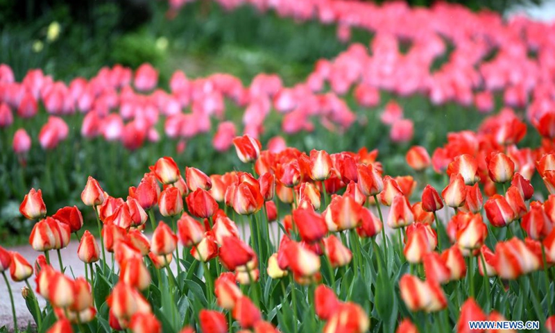 Tourists enjoy flowers at Xi'an Botanical Garden in Xi'an, northwest China's Shaanxi Province, April 1, 2021. The 29th spring flower show kicked off recently at Xi'an Botanical Garden. There are more than 30 kinds of tulips planted in the flower show with a total of 200,000 tulips planted in 3,000 square meters.Photo:Xinhua