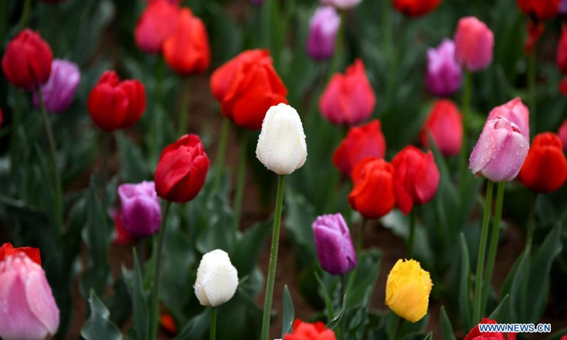 Tourists enjoy flowers at Xi'an Botanical Garden in Xi'an, northwest China's Shaanxi Province, April 1, 2021. The 29th spring flower show kicked off recently at Xi'an Botanical Garden. There are more than 30 kinds of tulips planted in the flower show with a total of 200,000 tulips planted in 3,000 square meters.Photo:Xinhua